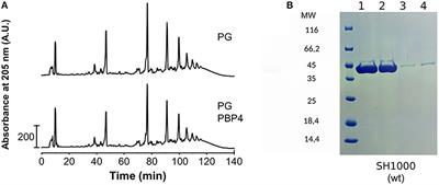 Recognition of Peptidoglycan Fragments by the Transpeptidase PBP4 From Staphylococcus aureus